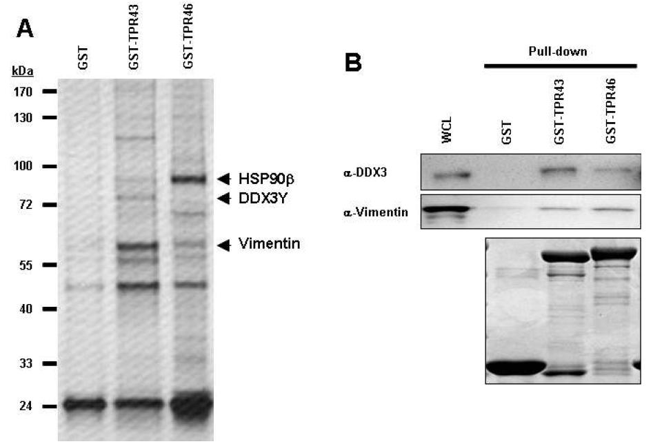 (A) Glutathione-ephrose beads containing GST or the two Tpr proteins fused with GST were mixed with ECV304 cell.