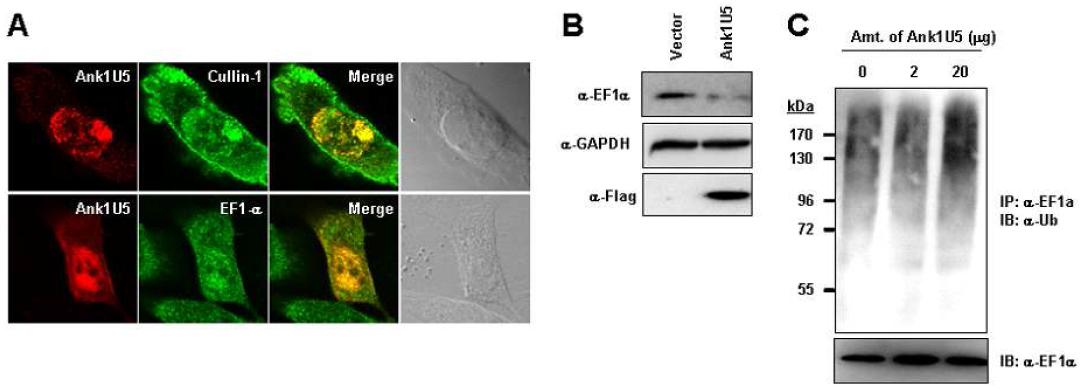 Ank1U5-mediated ubiquitination and downregulation of EF1a.