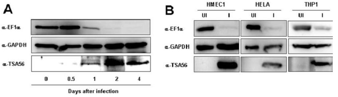 Downregulation of EF1a in various types of host cell infected with O.tsutsugamushi.