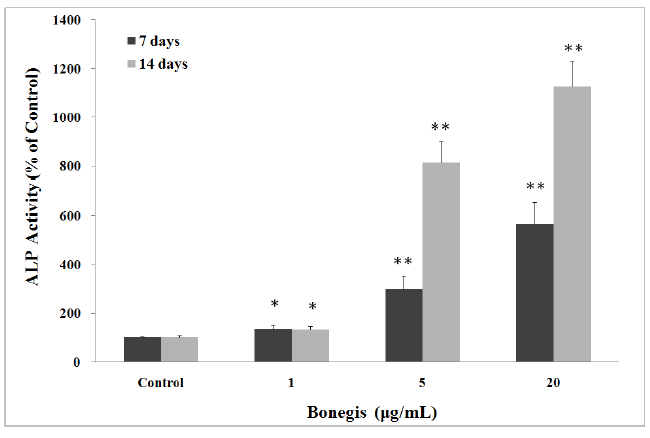 Bonegis가 조골세포의 염기성 인산분해효소 활성에 미치는 영향