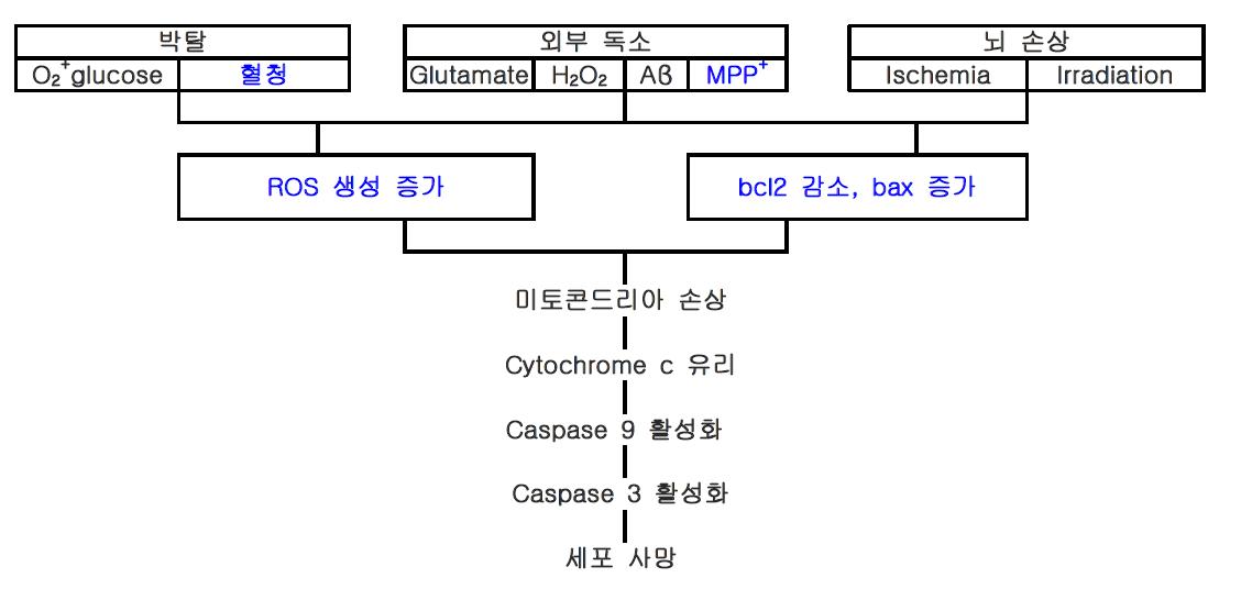 세포사멸을 초래하는 독성 모델과 세포사멸의 공통적 과정