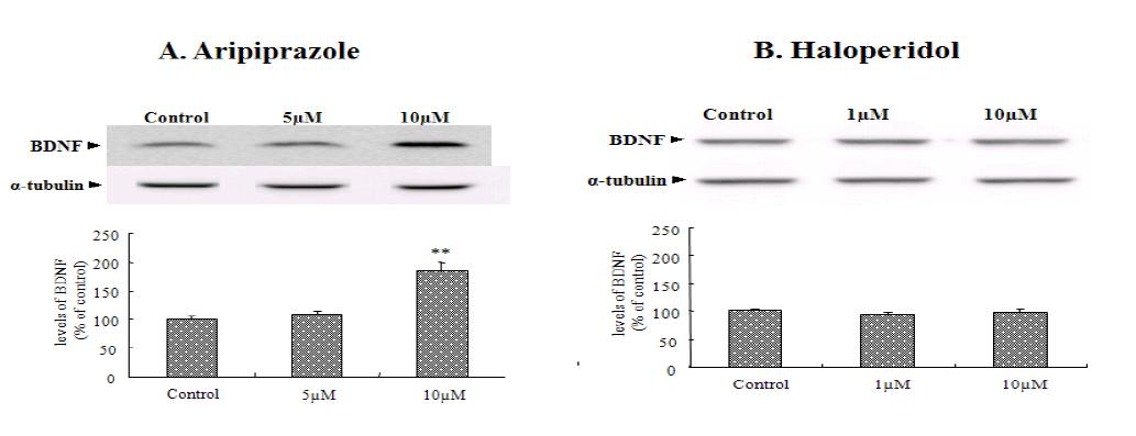 The effects of aripiprazole and haloperidol on the BDNF levels in SH-SY5Ycells.