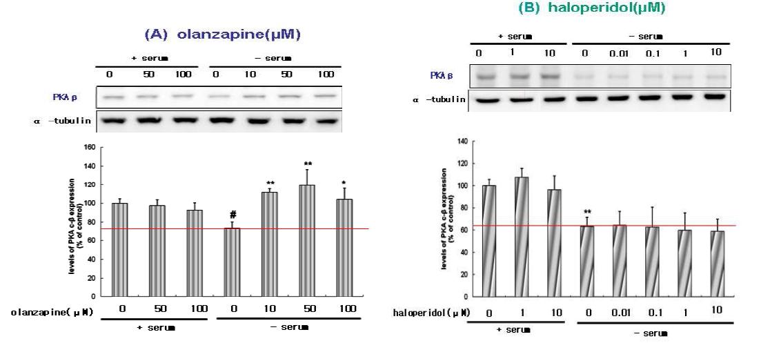 Effect of olanzapine and haloperidol on the levels of PKAβ in SH-SY5Y cells.