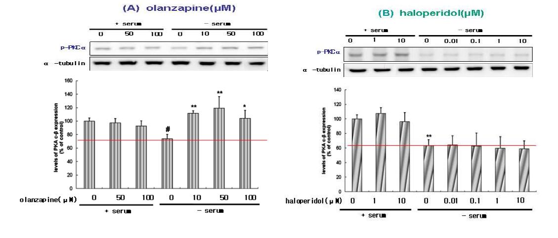 Effect of olanzapine and haloperidol on the levels of p-PKCα in SH-SY5Ycells.