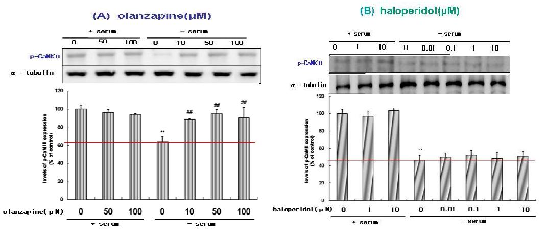 Effect of olanzapine and haloperidol on the levels of p-CaMⅡ in SH-SY5Ycells.