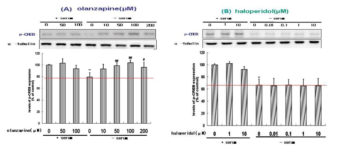 Effect of olanzapine and haloperidol on the levels of p-CREB in SH-SY5Y cells.