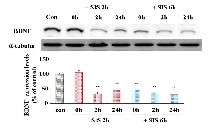 Expression of BDNF (26kD) in the hippocampus of rats subjected to singleimmobilization stress (SIS) for 2h or 6h.