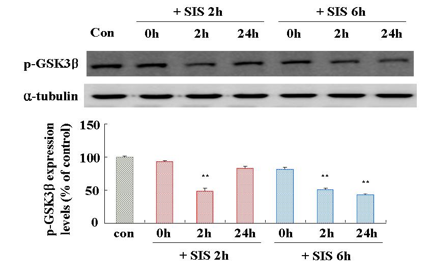 Expression of phosporylated ser -GSK3β (47kD) in the hippocampus of ratssubjected to single immobilization stress (SIS) for 2h or 6h.