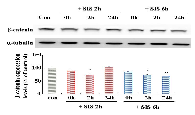 Expression of β-catenin (94kD) in the hippocampus of rats subjected to singleimmobilization stress (SIS) for 2h or 6h.