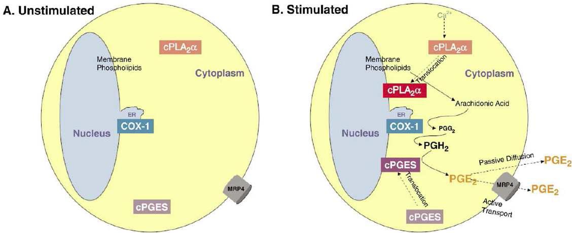 COX-1 과 cPGES 가 관여하는 PGE2 생성