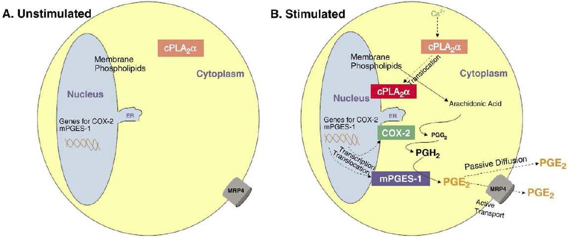 COX-2 와 mPGES-1 이 관여하는 PGE2 생성