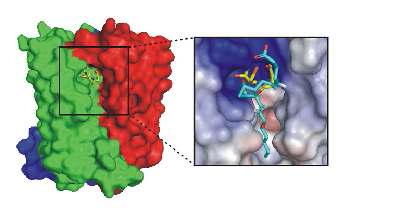 GSH binding site in U shape in the trimer