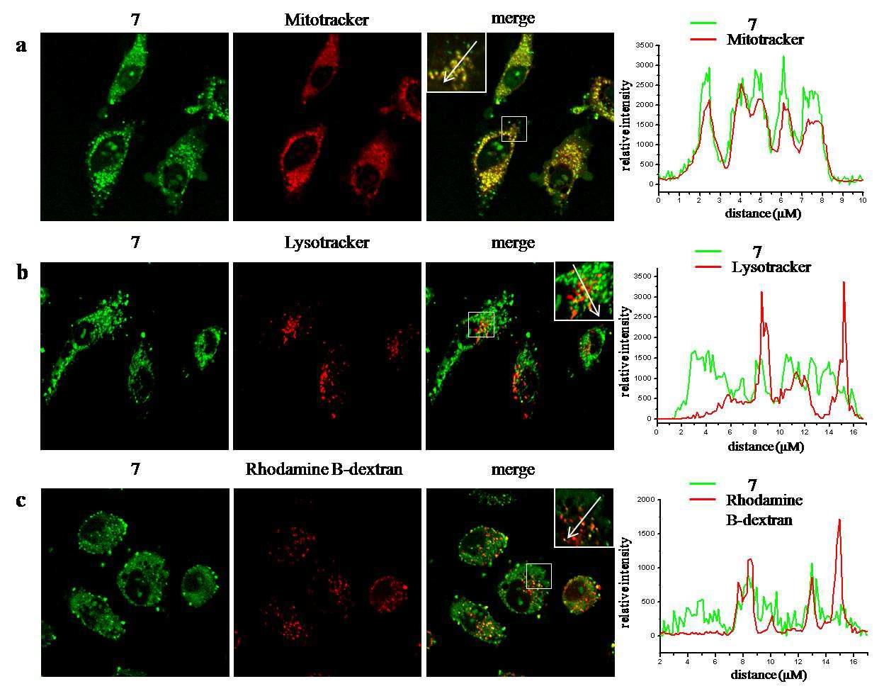 Confocal microscopy images of live HeLa cells. Compound 7 (green,10 μM) was coincubated (1 hr) with various subcellular markers (red).