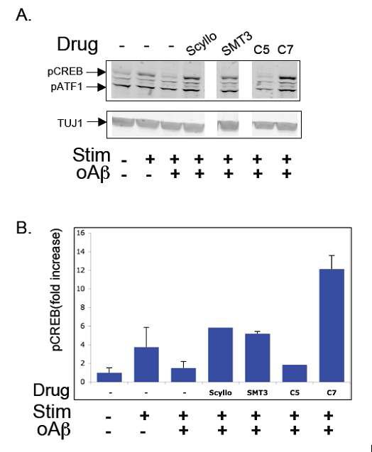 Rescue of Aβ-induced loss of CREB phosphorylation