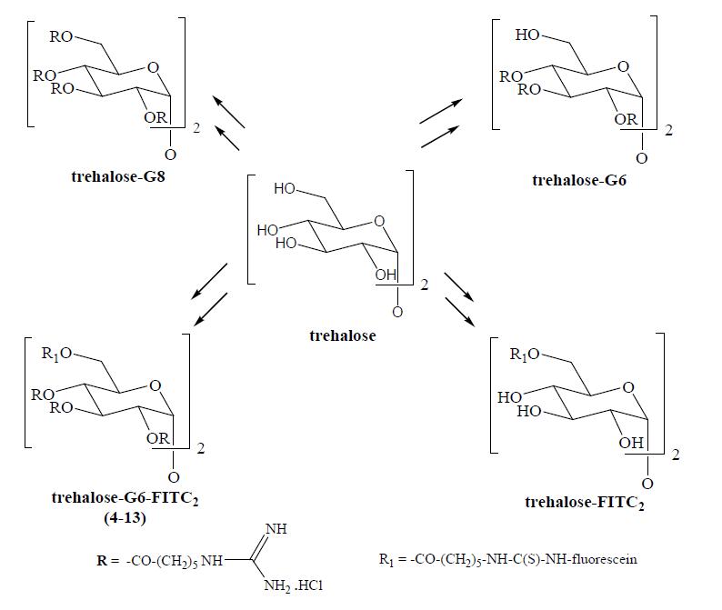 Four trehalose derivatives as synthetic targets