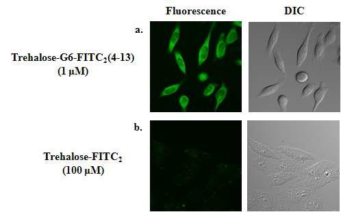 Confocal microscopy images of live HeLa cells.