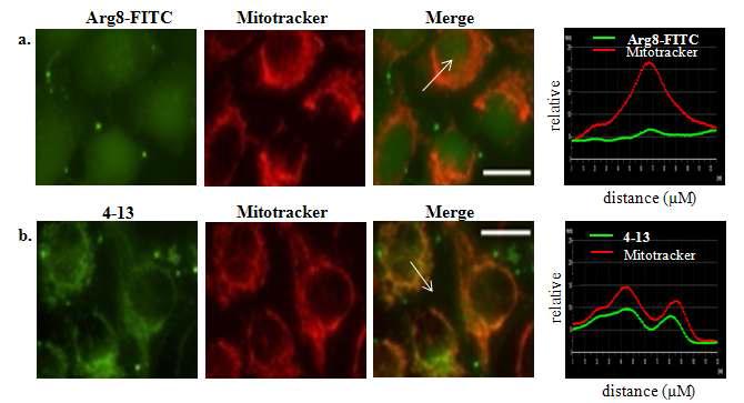 Confocal microscopy images of live HeLa cells.