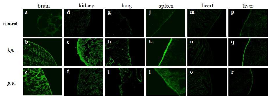 Distribution of 4-13 in mouse tissues (top : control, middle : i.p.,bottom : p.o.).