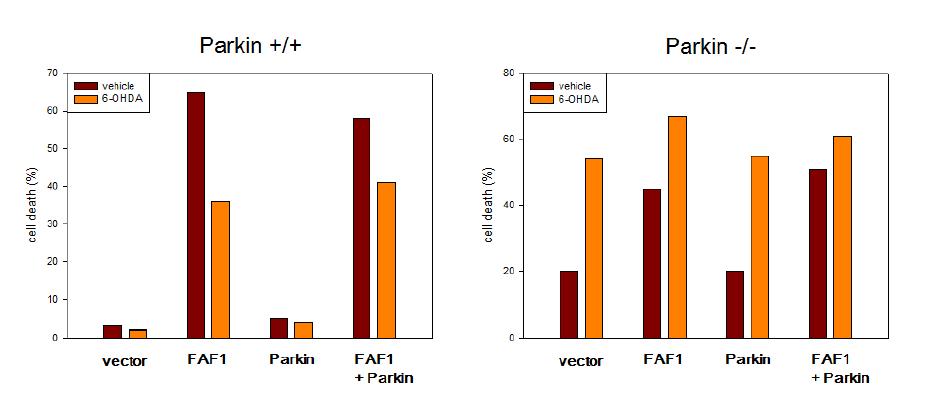 Parkin은 FAF1-매개 새포사 보호함.