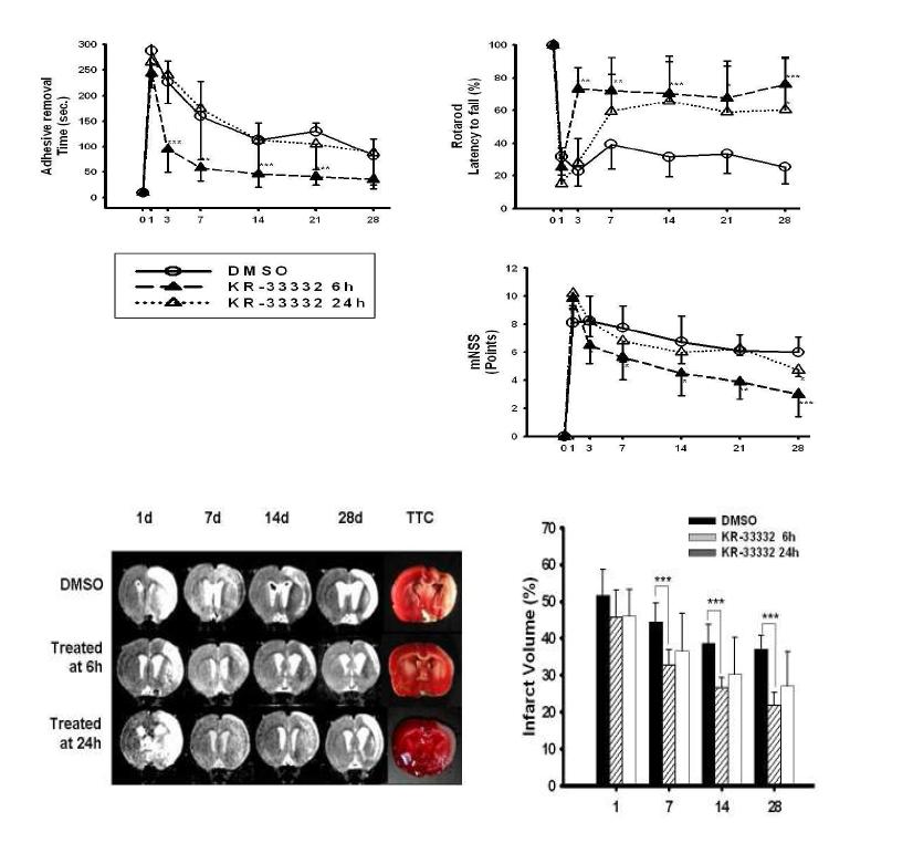 Rat MCAo 모델에서의 KR-33332 화합물의 투여시기에 따른 보호 비교