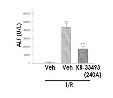 rat liver warm ischemia 모델에서의 화합물의 보호효과