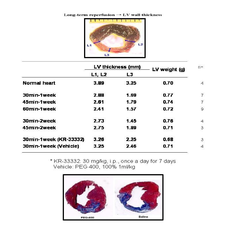Rat 만성 허혈심장 모델에서의 보호 평가