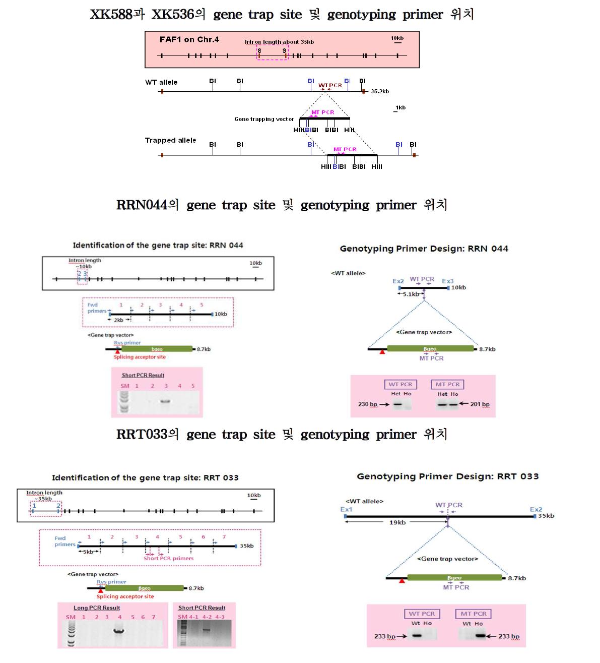 588,536,044,033 mouse의 gene trap site 및 genotyping primer 위치 확인분석