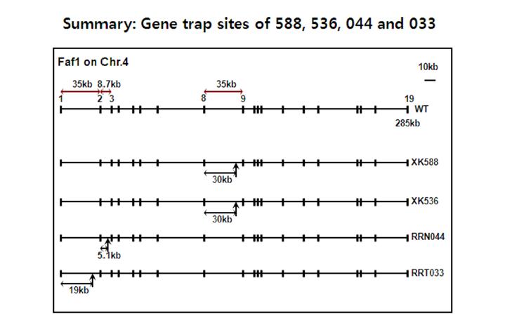 588,536,044,033 mouse의 gene trap위치 확인 분석