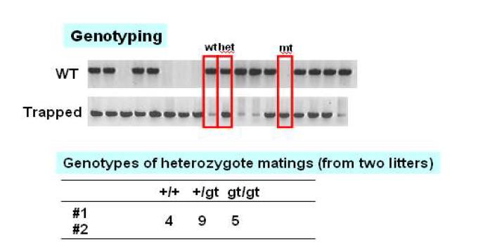 XK588 genotyping primer 제작 및 heterozygote mating에서 태어난genotype