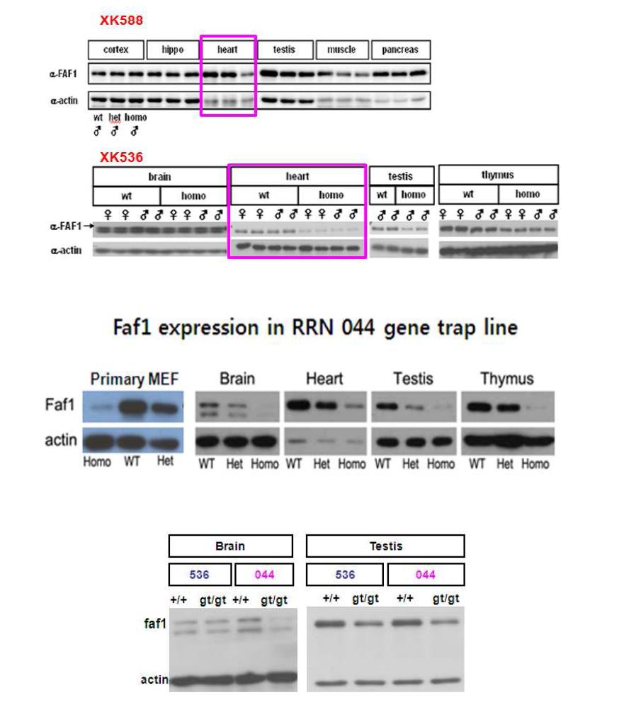 각 기관별 FAF1 발현량 저하 분석