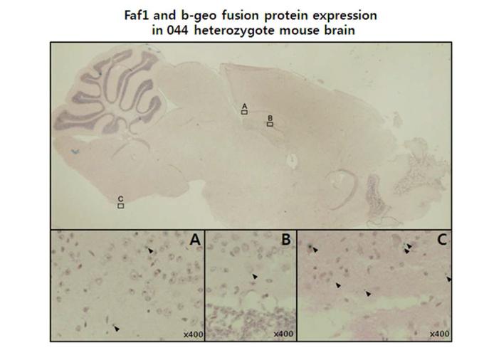 044 heterozygote mouse brain에서 β-geo fusion FAF1의 발현지역