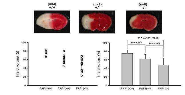 FAF1-/- mouse (588 strain)에서의 뇌경색 비교