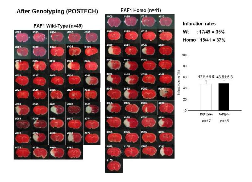 FAF1-/- mouse (044 strain)에서의 뇌경색 비교