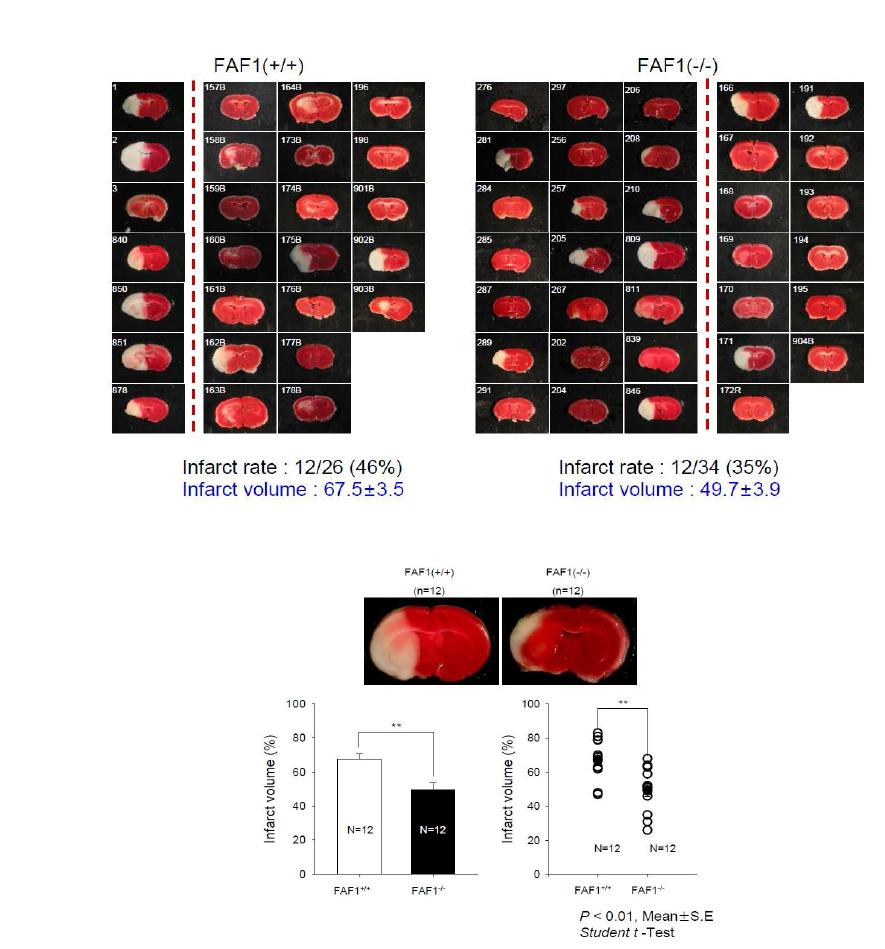 FAF1-/- mouse (588 strain)에서의 뇌경색 비교