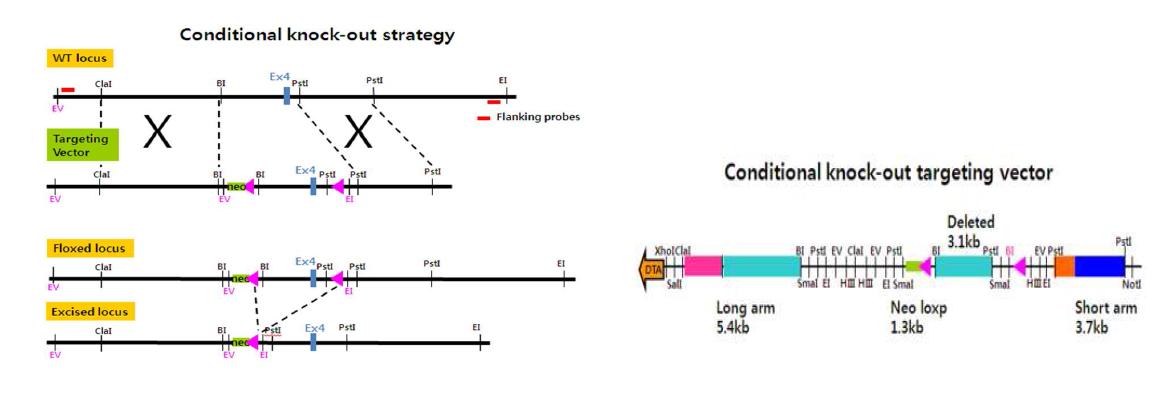 conditional KO mouse 제작을 위한 targeting vector 제작 모식도