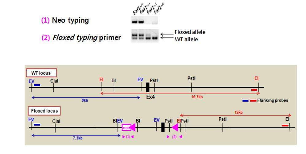 Faf1 cKO의 WT allele과 floxed allele의 typing primer 제작