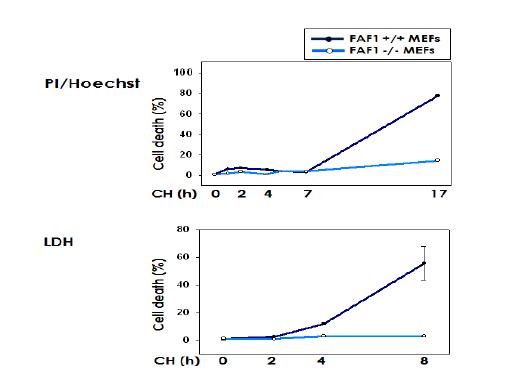 044 FAF1-/- iMEF cells의 허혈성 (CH) 세포사 보호효과