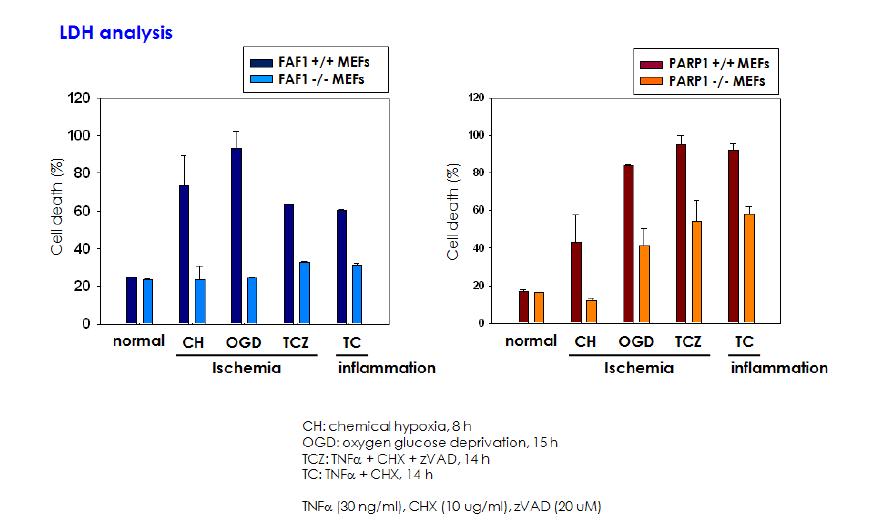 044 FAF1-/- iMEF 세포의 다양한 죽음신호 유도시 보호효과 분석