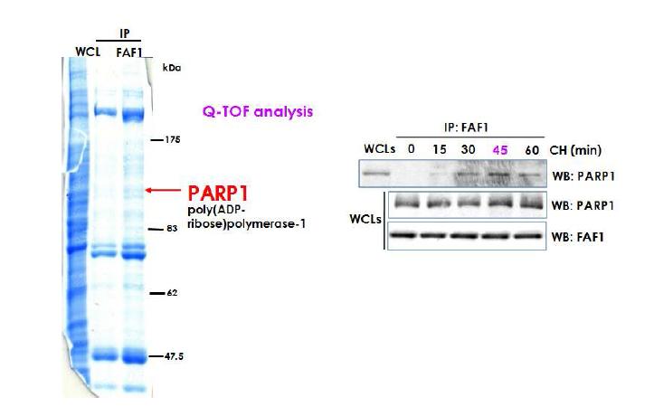 FAF1과 endogenouse 결합자인 PARP1은 허혈시 결합이 증가함.