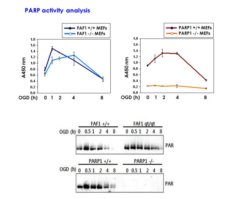 FAF1은 PARP1-매개 하류신호전달자임