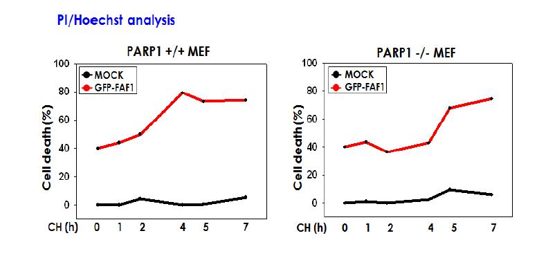 FAF1은 PARP1-매개 하류신호전달자임