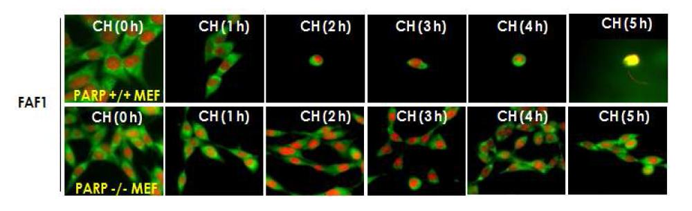 FAF1은 PARP1-매개 하류신호전달자임