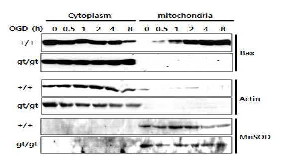 Fig.4-13 Bax는 FAF1의 하류 신호전달자임