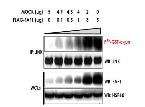 FAF1 과발현은 JNK 활성화를 유도함.