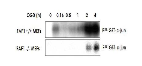FAF1-/- MEF에서는 JNK 활성화가 지연됨.