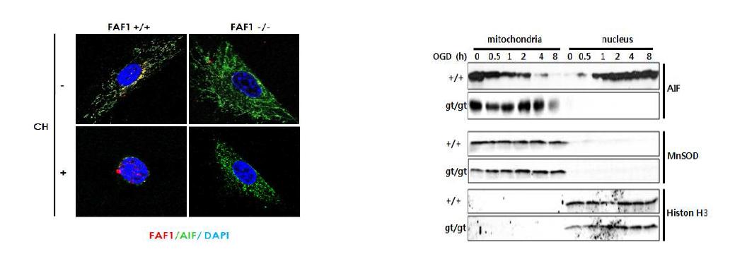 AIF는 FAF1의 하류 신호전달자임.