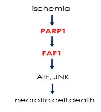 허혈시 FAF1 매개 신호전달체계규명.