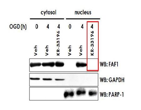 FAF1 억제 화합물은 FAF1의 핵이동을 억제함.