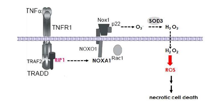 RIP-ROS signaling pathway