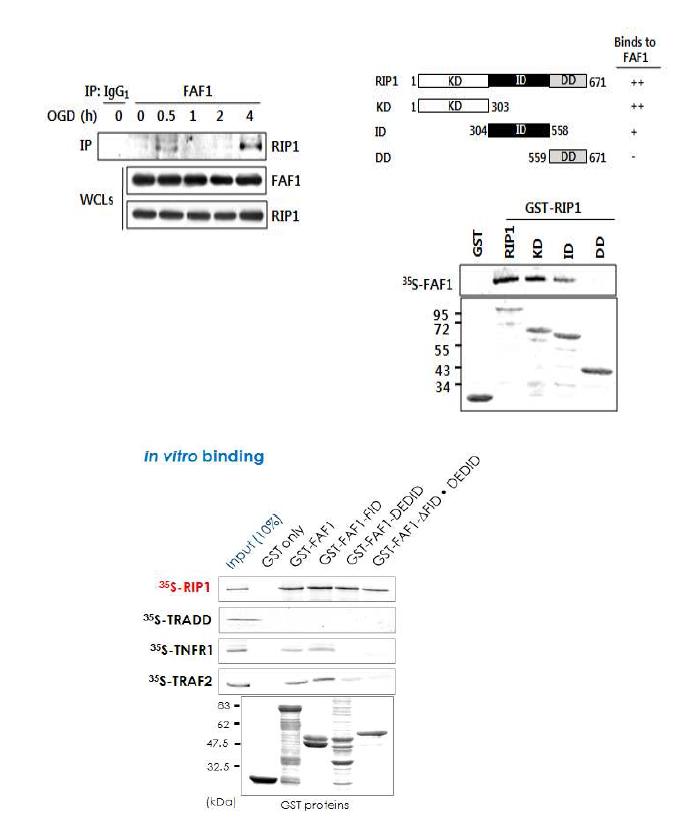 FAF1은 RIP과 직접 결합함.